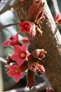 Dwarf kurrajong Brachychiton bidwillii red flowers and buds on stem Royalty Free Stock Photo